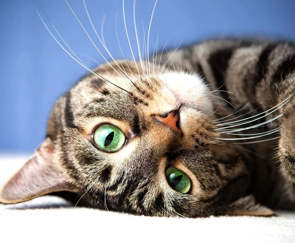 Онлайн-викторина «Киска, я тебя знаю!»